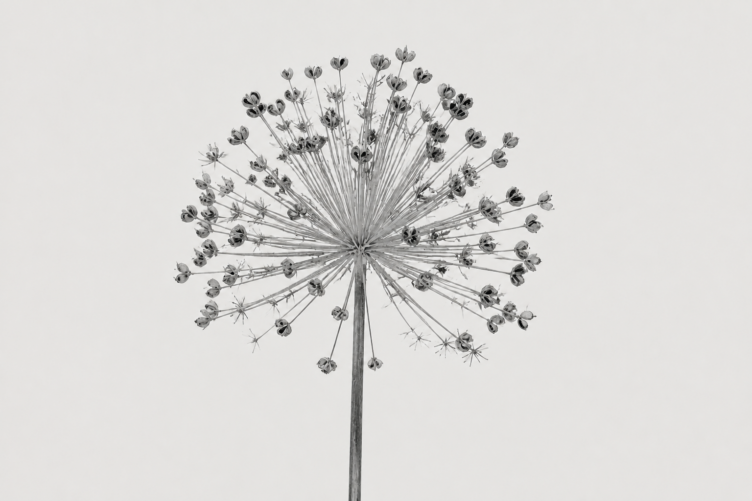 Archival monochrome photograph of a centered dried allium seed head