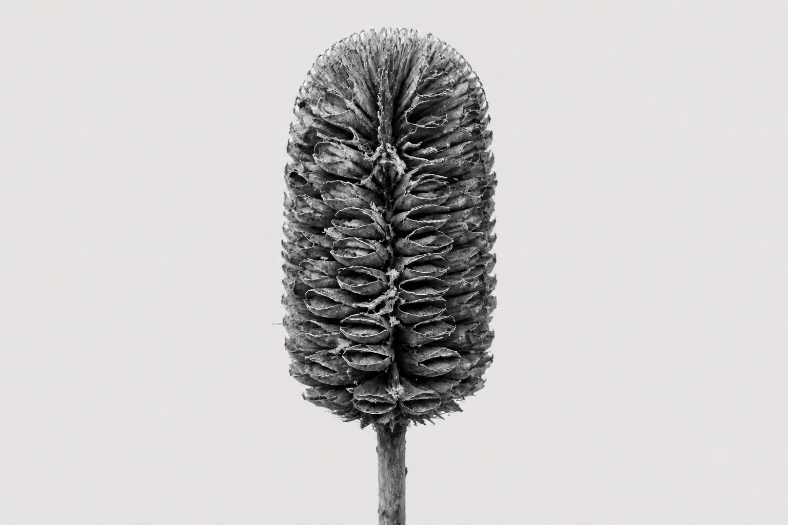 Archival monochrome photograph of a centered Banksia woody flower spike