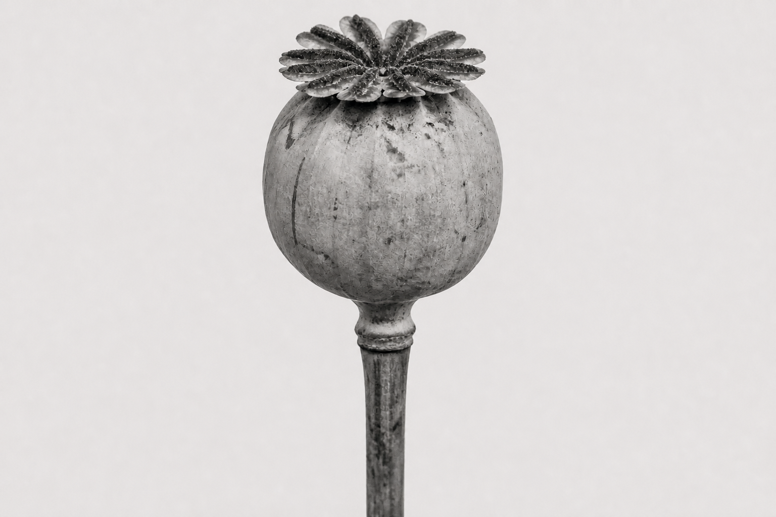 Archival monochrome photograph of a centered poppy seed capsule